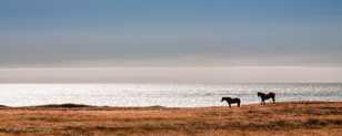 Horses on the Lost Coast-9356.jpg